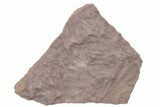 Ordovician Trilobite Mortality Plate (Pos/Neg) - Morocco #218669-2